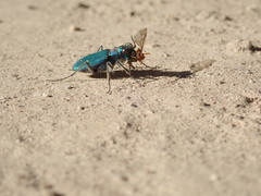 Cicindela tranquebarica sierra