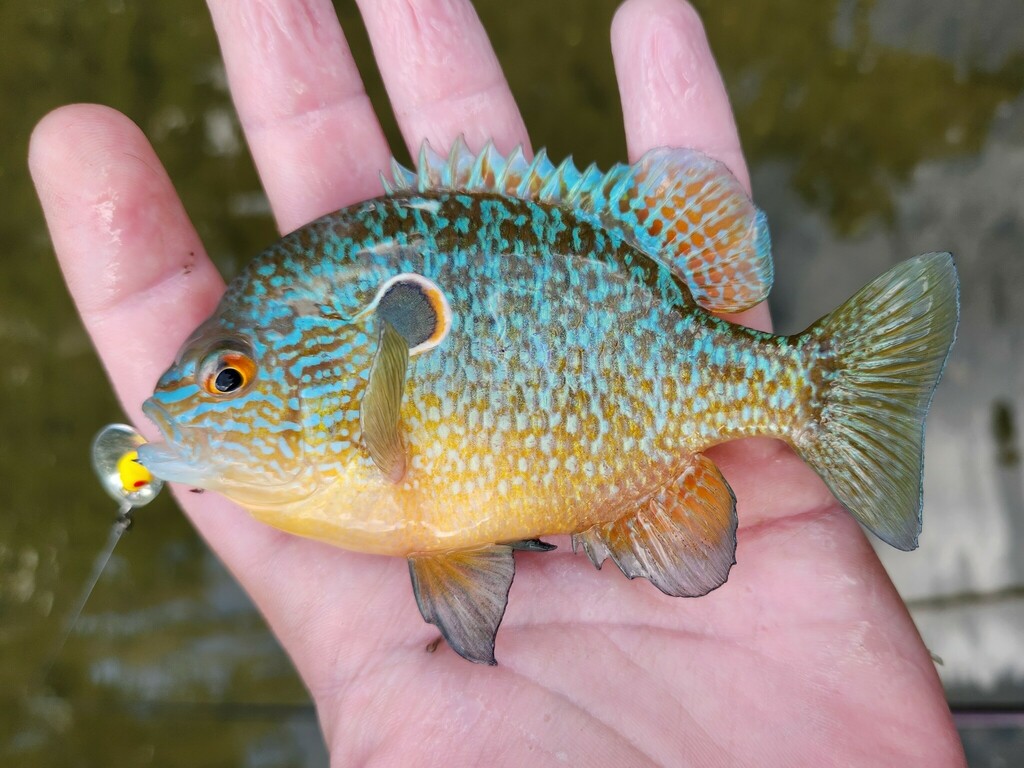 Northern Sunfish from Logan County, OH, USA on June 24, 2023 at 06:39 ...