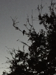 Amazona viridigenalis