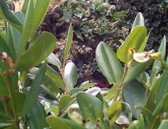 Pimenta racemosa