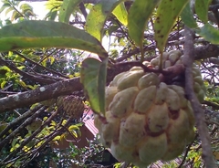 Annona squamosa