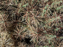 Cylindropuntia davisii