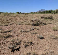 Cylindropuntia davisii