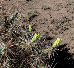 Cylindropuntia davisii