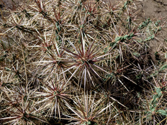 Cylindropuntia davisii
