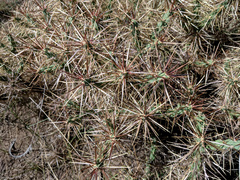 Cylindropuntia davisii