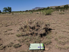 Cylindropuntia davisii