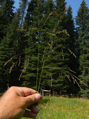 Glyceria elata