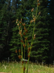 Juncus nevadensis