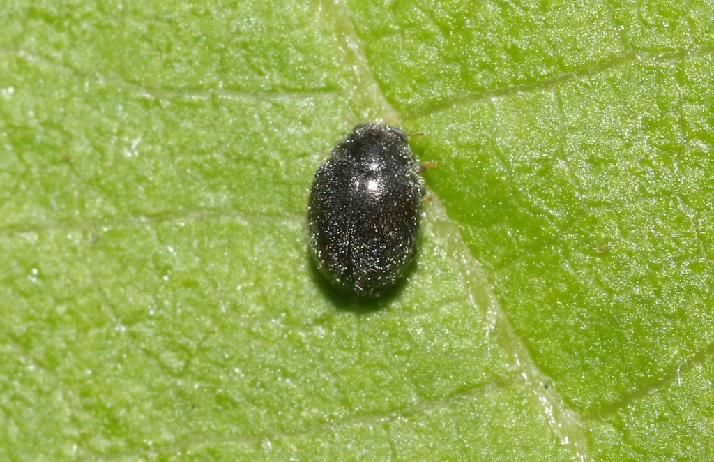 Stethorini