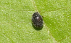 Stethorus fenestralis