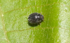Stethorus fenestralis