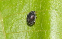 Stethorus fenestralis