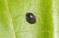 Stethorus fenestralis