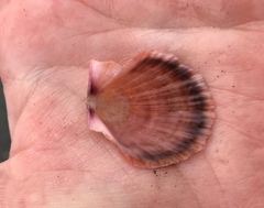 Crassadoma
