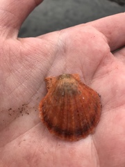 Crassadoma