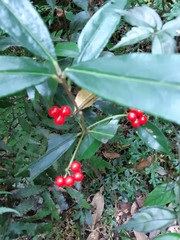 Ardisia crispa