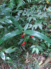 Ardisia crispa