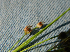 Juncus nevadensis