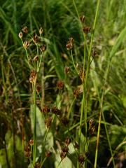 Juncus nevadensis