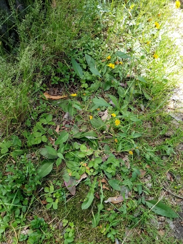 Image of Hieracium lachenalii by (c) Vladimír Fuka, some rights reserved (CC BY)