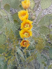 Opuntia dulcis