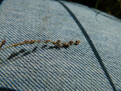 Glyceria elata