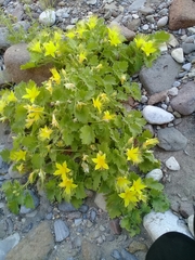 Eucnide bartonioides