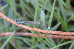 Ischnura heterosticta