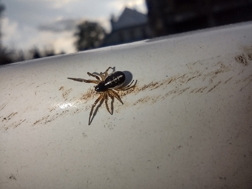 križiak lesklý (Singa nitidula)