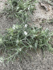 Cryptantha muricata