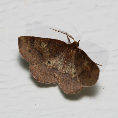 Angled Metarranthis Moth photo 5