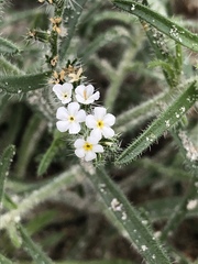 Cryptantha muricata