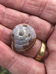 Helminthoglypta umbilicata