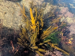 Stephanocystis
