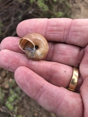 Helminthoglypta umbilicata