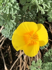 Eschscholzia californica maritima