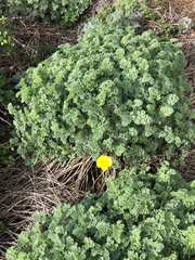 Eschscholzia californica maritima