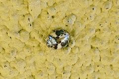 Psyllobora bicongregata