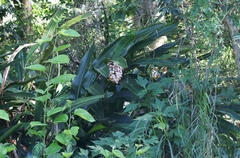 Alpinia zerumbet