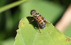 Eristalinus aurulans