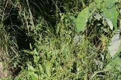 Rumex brownii