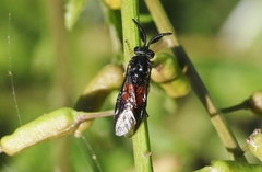 Lophyrotoma analis