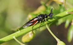 Lophyrotoma analis