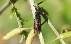 Lophyrotoma analis