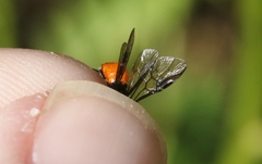 Lophyrotoma analis