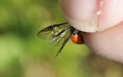 Lophyrotoma analis