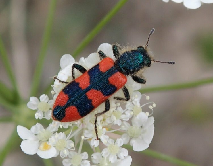 Trichodes insignis