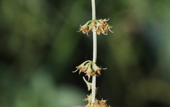 Rumex brownii