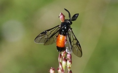 Lophyrotoma analis